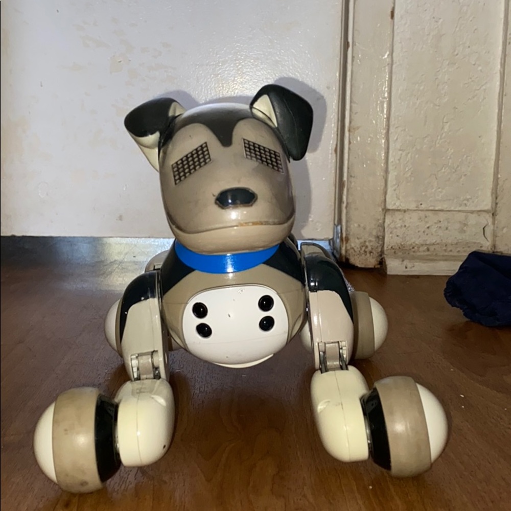 Zoomer puppy
